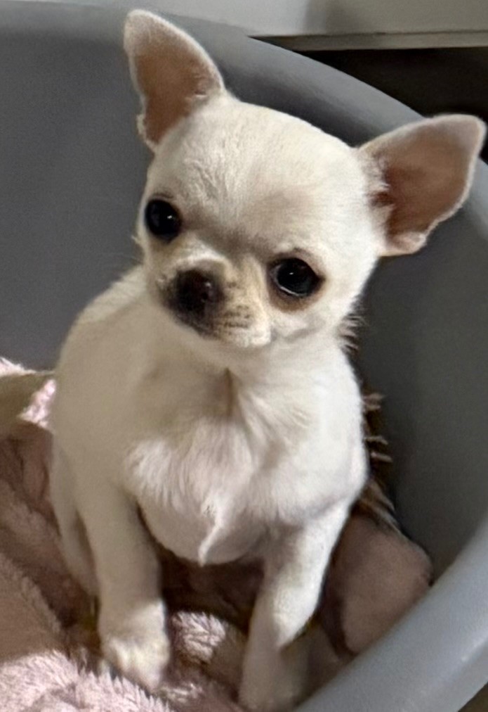 de la Vallée des Aymaras - Chiot disponible  - Chihuahua