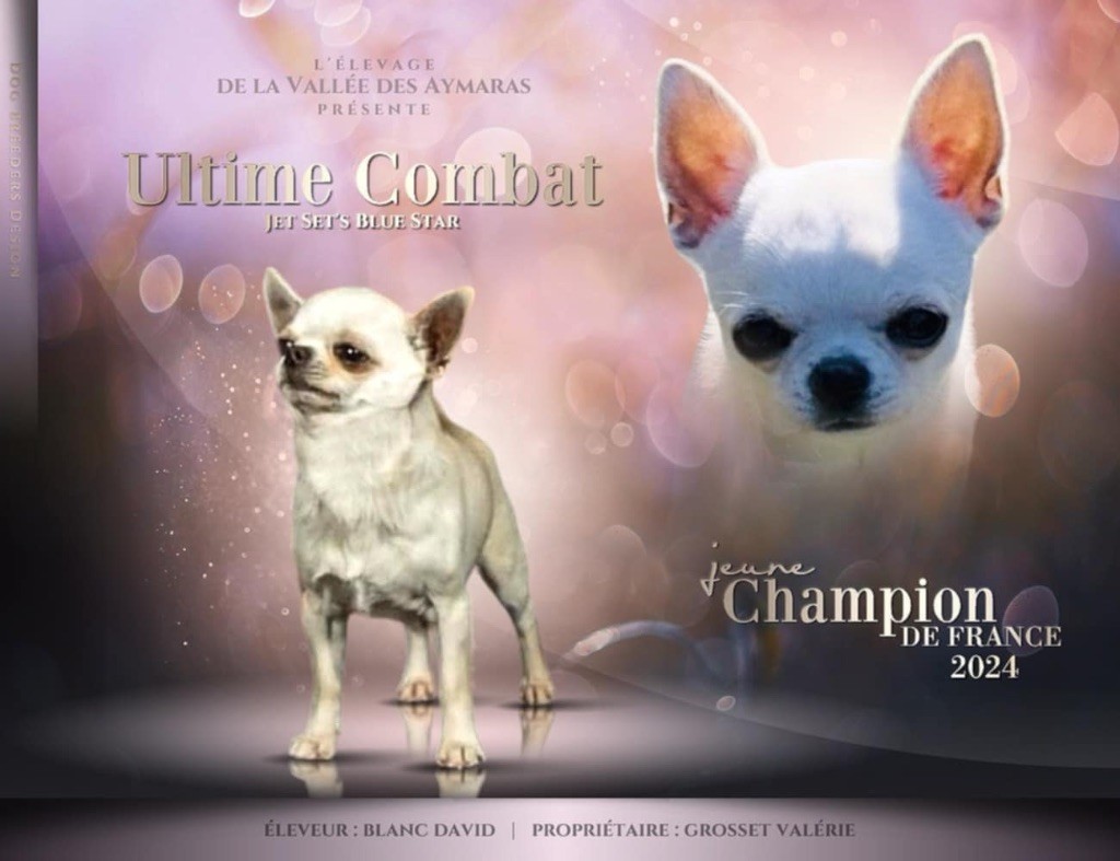 CH. Jet Set's Blue Star Ultim