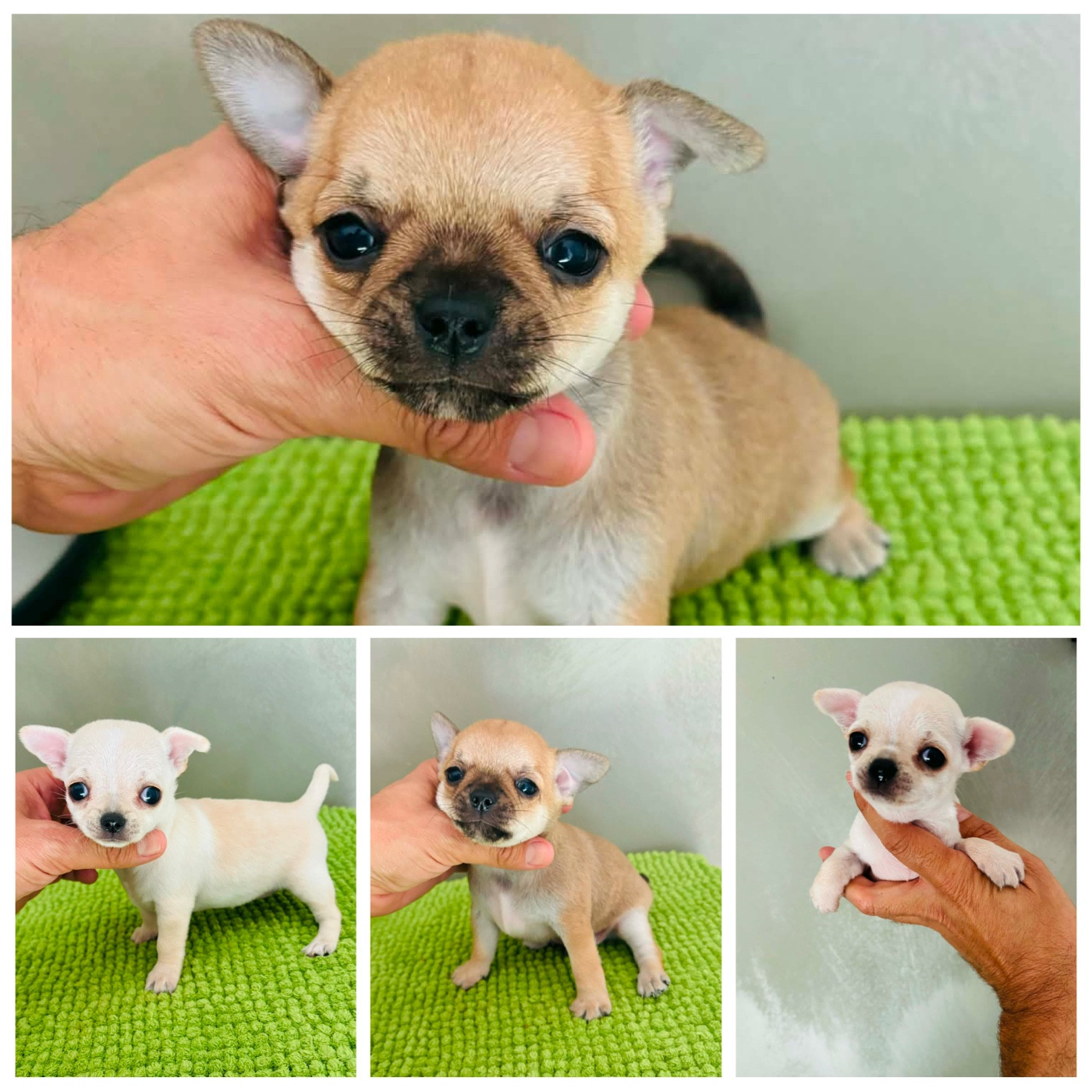 Chiots disponibles
