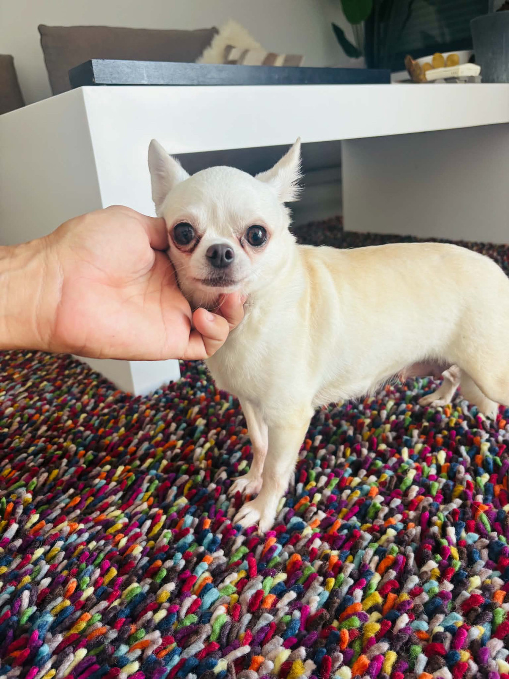 Femelle chihuahua LOF pour retraite