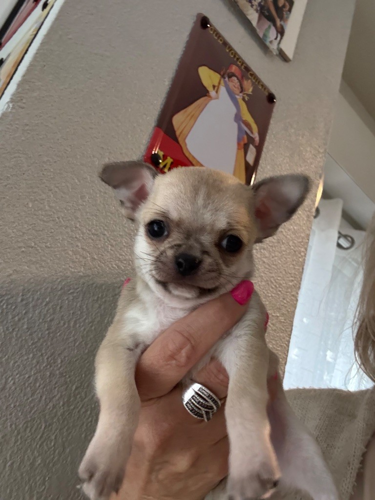 de la Vallée des Aymaras - Chiots disponibles - Chihuahua