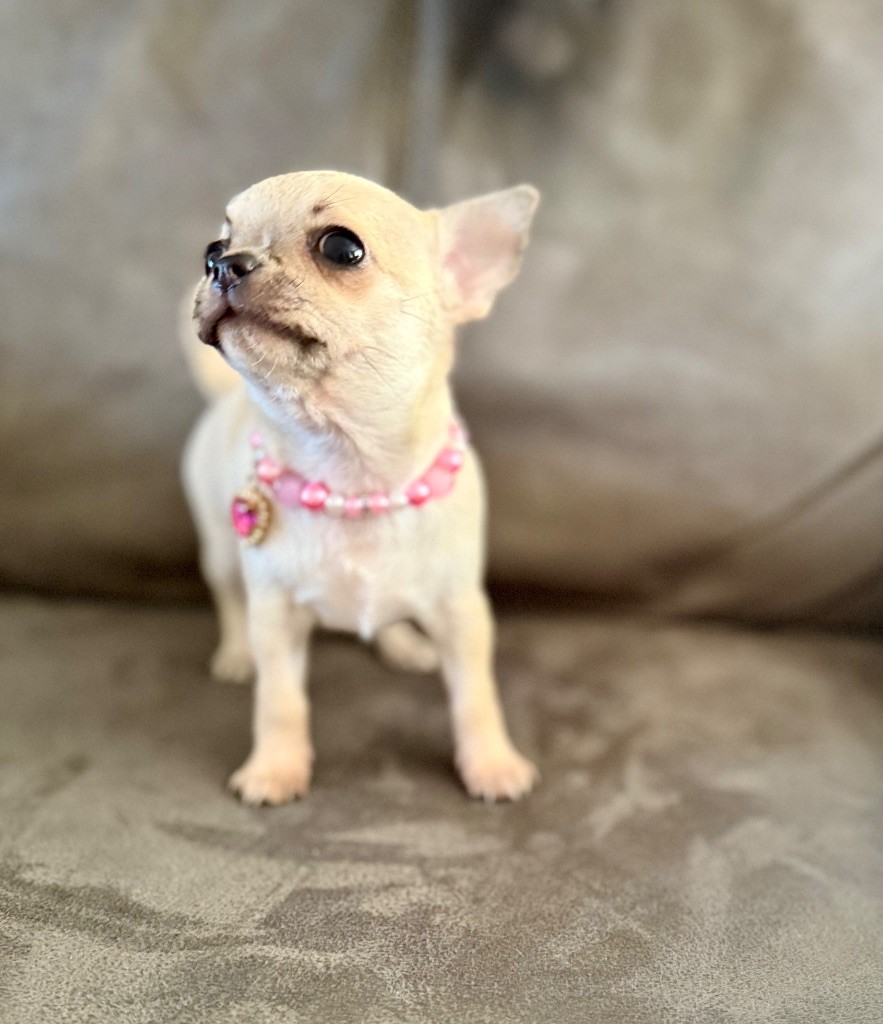 de la Vallée des Aymaras - Chiots disponibles - Chihuahua