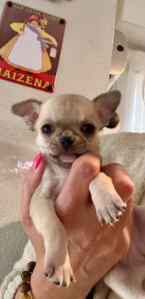 de la Vallée des Aymaras - Chiots disponibles - Chihuahua