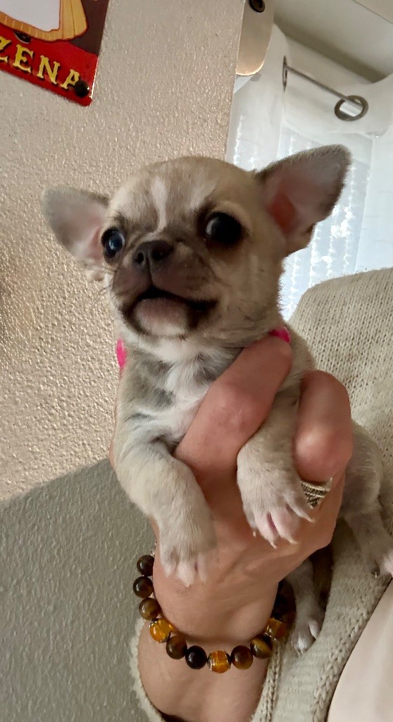 de la Vallée des Aymaras - Chiots disponibles - Chihuahua
