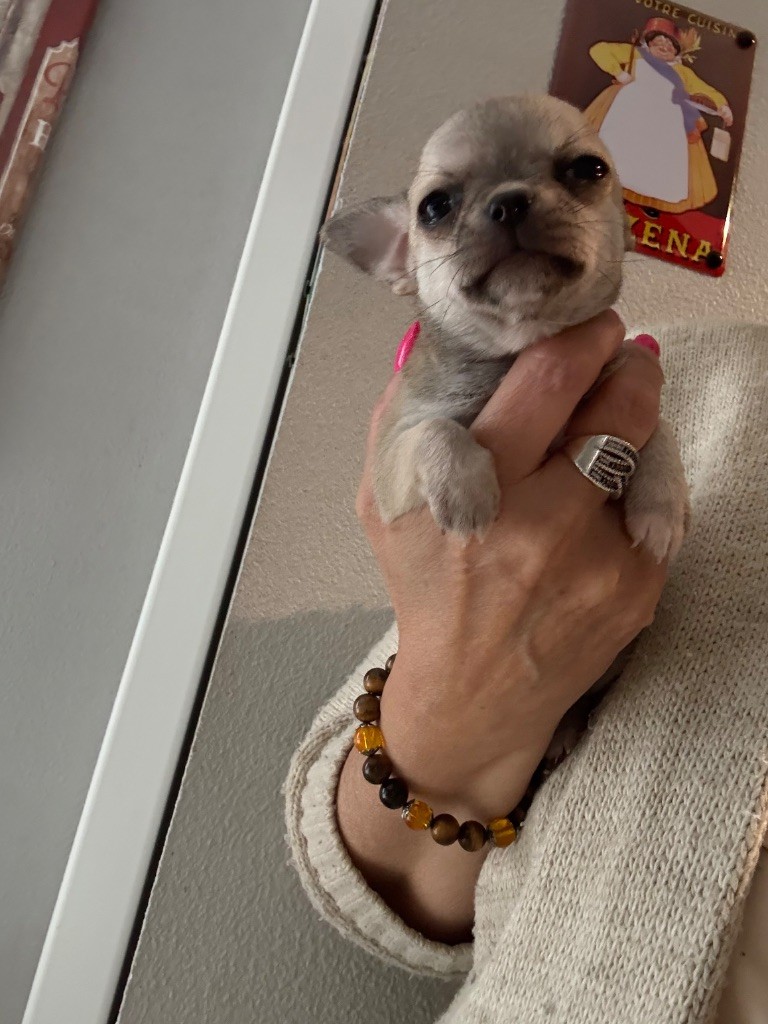 de la Vallée des Aymaras - Chiots disponibles - Chihuahua
